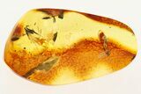 Detailed Fossil Ant and Fungus Gnat in Baltic Amber #273209-1